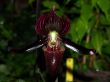 Paph.Hsinying Web x Maudiae.jpg