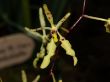 Renanthera citrina1.jpg