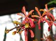 Renanthera Fire Coral.jpg