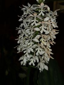 Calanthe triplicata.jpg