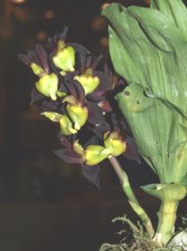 Catasetum tenebrosum.jpg