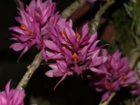 dendrobium bracteosum1.jpg