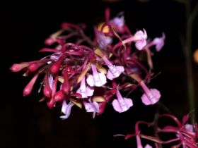 Epidendrum capricornum1.jpg