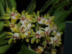 Gastrochilus dasypogon.jpg