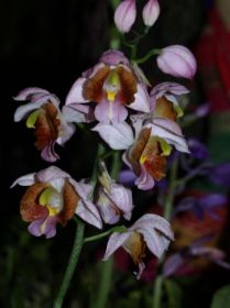 Gastrorchis francoisii (Phaius francoisii).jpg