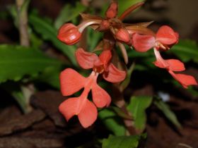 Habenaria rhodocheila1.jpg