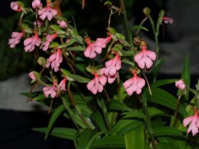 Habenaria rosea1.jpg