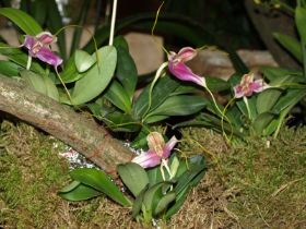 Masdevallia xanthina x elegans.jpg