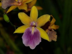 Miltonia regnellii.jpg