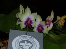 Phal. bellina.jpg