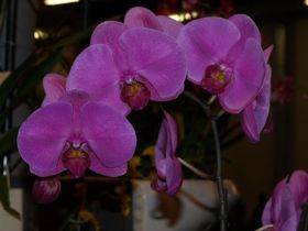 Phal. Rosebud.jpg