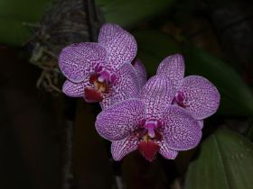 Phal. Spots of Jupiter.jpg