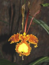 Psychopsis Mariposa.jpg