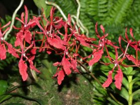 renanthera storiei.jpg