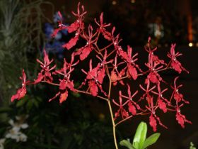 renanthera storiei1.jpg