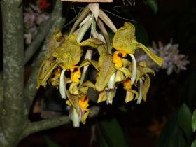 Stanhopea gibbosa.jpg