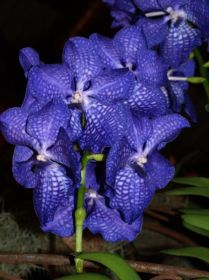 Vanda Sonia Blue.jpg